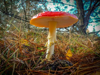 Ormandaki bir sineğin resmi.