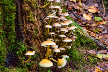 Eski bir ağaç gövdesinde güzel mantarlar