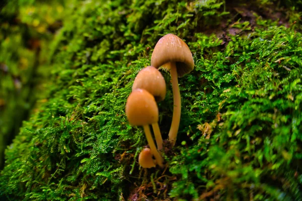 Beautiful Mushrooms Old Tree Trunk — Stock Photo, Image