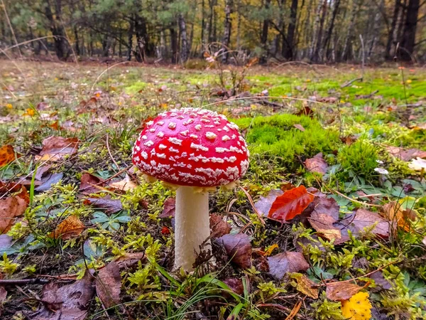 Ormandaki Bir Sineğin Resmi — Stok fotoğraf