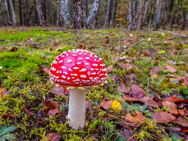 Bild Flugsvamp Skogen — Stockfoto