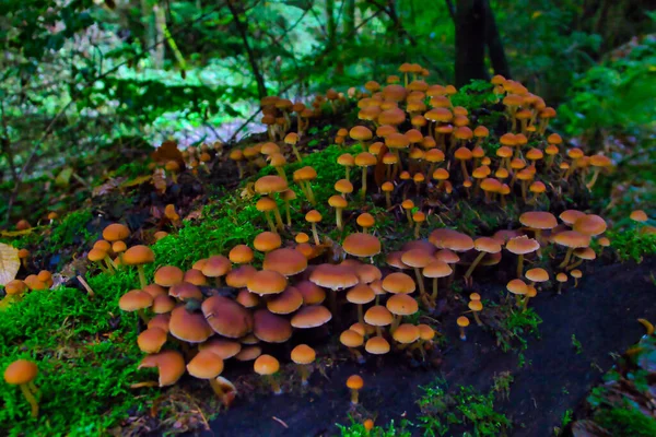 Beautiful Mushrooms Old Tree Trunk — Stock Photo, Image