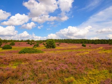 Bispingen yakınlarındaki Lneburg Heath 'de çiçek açtı.
