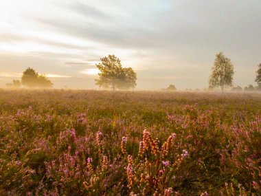 Bispingen yakınlarındaki Lneburg Heath 'de çiçek açtı.