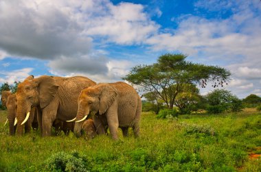 Tsavo Doğu 'daki filler ve Kenya' daki Tsavo Batı Ulusal Parkı