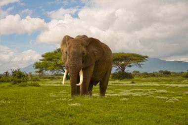 Tsavo Doğu 'daki filler ve Kenya' daki Tsavo Batı Ulusal Parkı