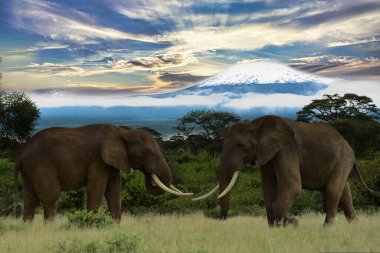 Tsavo Doğu 'daki filler ve Kenya' daki Tsavo Batı Ulusal Parkı