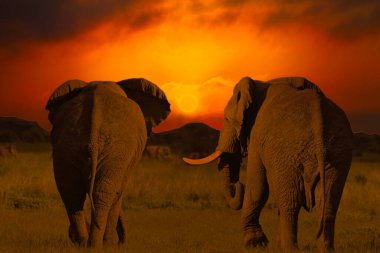 Afrika 'nın gün batımının ve fillerle gün doğumunun güzel resimleri 
