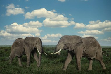 Tsavo Doğu 'daki filler ve Kenya' daki Tsavo Batı Ulusal Parkı