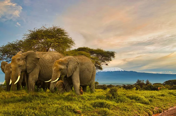 Elefantes Tsavo East Parque Nacional Tsavo West Kenia — Foto de Stock