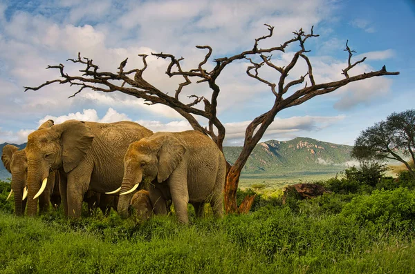 Tsavo Doğu Daki Filler Kenya Daki Tsavo Batı Ulusal Parkı — Stok fotoğraf