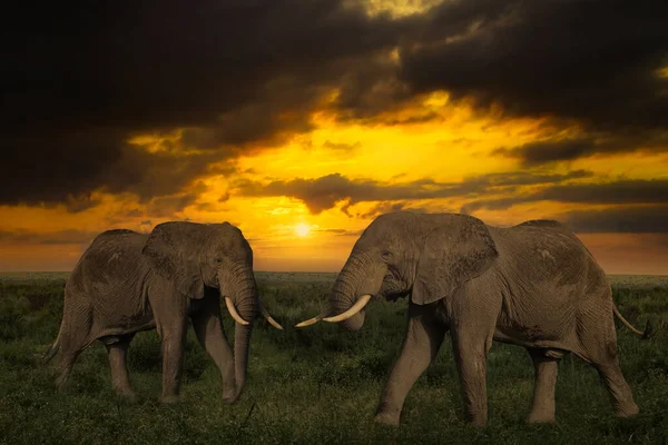 Όμορφες Εικόνες Της Αφρικής Ηλιοβασίλεμα Και Την Ανατολή Του Ηλίου — Φωτογραφία Αρχείου