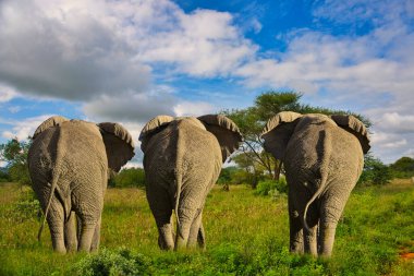 Tsavo Doğu 'daki filler ve Kenya' daki Tsavo Batı Ulusal Parkı
