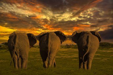 Afrika 'nın gün batımının ve fillerle gün doğumunun güzel resimleri 