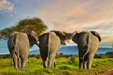 Tsavo Doğu 'daki filler ve Kenya' daki Tsavo Batı Ulusal Parkı