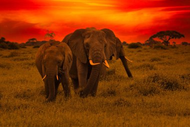 Afrika 'nın gün batımının ve fillerle gün doğumunun güzel resimleri 