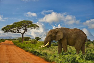 Tsavo Doğu 'daki filler ve Kenya' daki Tsavo Batı Ulusal Parkı