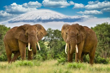 Tsavo Doğu 'daki filler ve Kenya' daki Tsavo Batı Ulusal Parkı