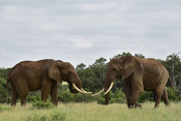 Tsavo Doğu Daki Filler Kenya Daki Tsavo Batı Ulusal Parkı — Stok fotoğraf