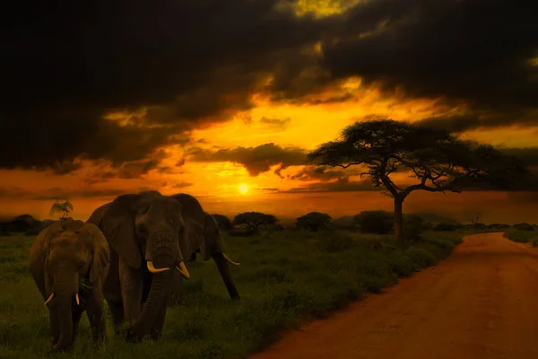 Beautiful Pictures Africa Sunset Sunrise Elephants — Stock Photo, Image