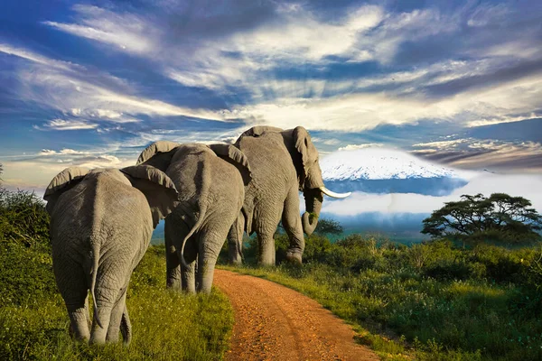 Elefantes Tsavo East Parque Nacional Tsavo West Kenia — Foto de Stock