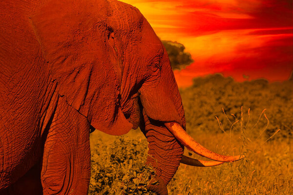 Beautiful pictures of Africa sunset and sunrise with elephants 