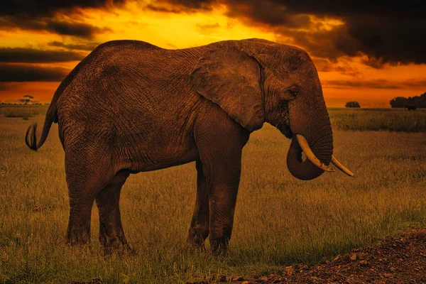 Afrika Nın Gün Batımının Fillerle Gün Doğumunun Güzel Resimleri — Stok fotoğraf