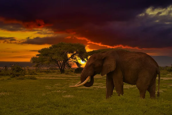 Indah Gambar Afrika Matahari Terbenam Dan Matahari Terbit Dengan Gajah — Stok Foto