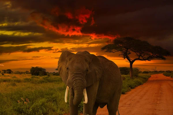 Mooie Foto Van Afrika Zonsondergang Zonsopgang Met Olifanten — Stockfoto