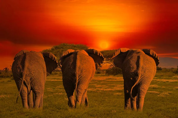 Afrika Nın Gün Batımının Fillerle Gün Doğumunun Güzel Resimleri — Stok fotoğraf