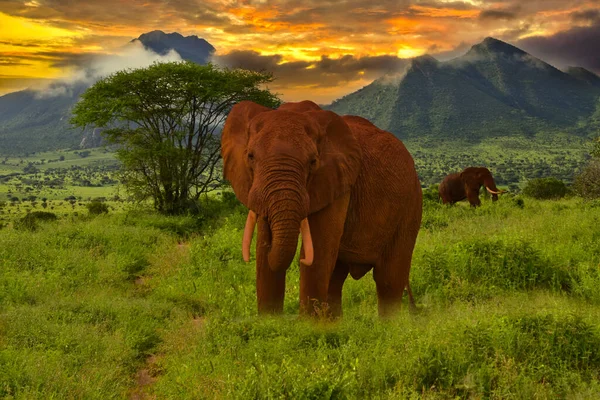 Hermosas Fotos África Puesta Sol Salida Del Sol Con Elefantes — Foto de Stock
