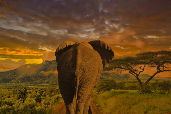 Belas Fotos África Por Sol Nascer Sol Com Elefantes — Fotografia de Stock