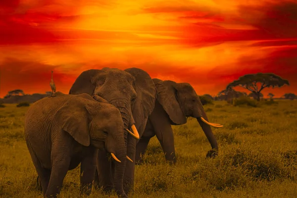 Belle Immagini Africa Tramonto Alba Con Elefanti — Foto Stock