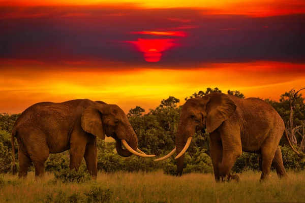 코끼리와 일몰과 일출을 아프리카의 아름다운 — 스톡 사진