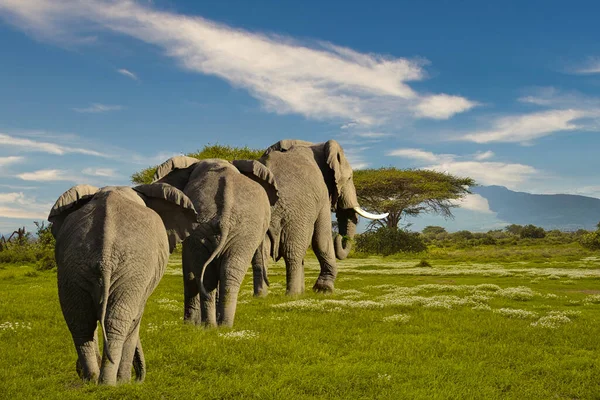 Tsavo Doğu Daki Filler Kenya Daki Tsavo Batı Ulusal Parkı — Stok fotoğraf