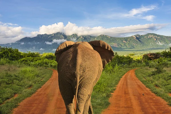 Elefantes Tsavo East Tsavo West National Park Quênia — Fotografia de Stock