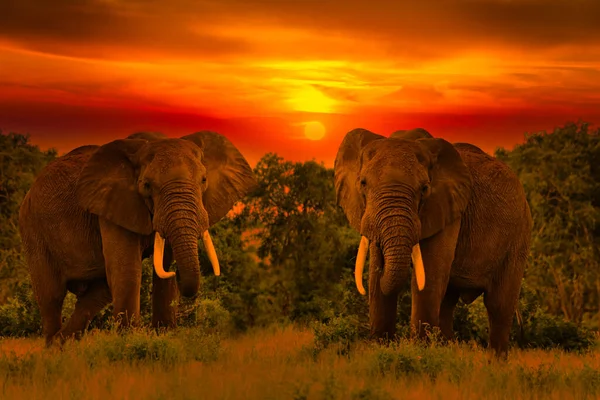 Piękne Zdjęcia Afryki Zachód Słońca Wschód Słońca Słoniami — Zdjęcie stockowe