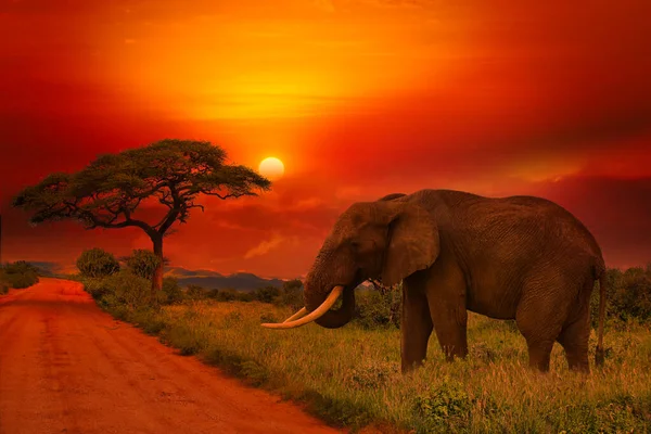 Beautiful Pictures Africa Sunset Sunrise Elephants — Stock Photo, Image