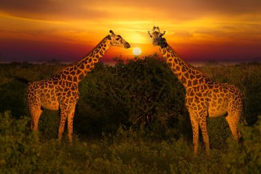 Beautiful pictures of Africa sunset and sunrise with giraffes clipart