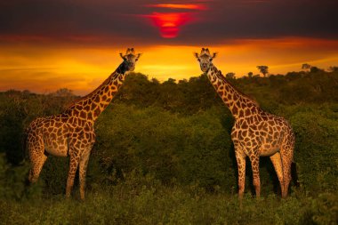Afrika 'nın günbatımı ve zürafalarla gün doğumunun güzel resimleri