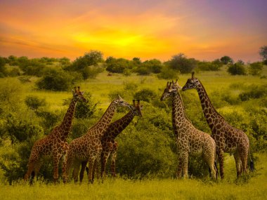 Afrika 'nın günbatımı ve zürafalarla gün doğumunun güzel resimleri