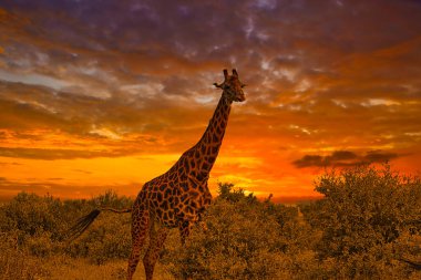 Beautiful pictures of Africa sunset and sunrise with giraffes clipart
