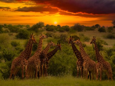 Afrika 'nın günbatımı ve zürafalarla gün doğumunun güzel resimleri