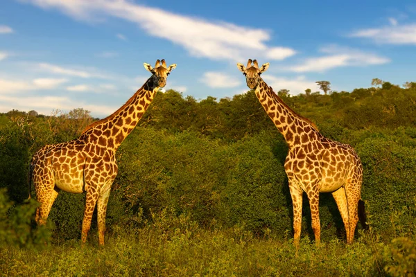 Giraffen Nationalpark Tsavo Ost Tsavo West Und Amboseli Kenia — Fotografia de Stock