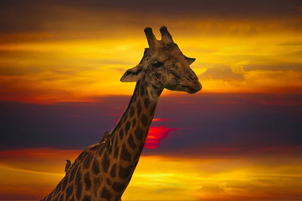 Mooie Foto Van Afrika Zonsondergang Zonsopgang Met Giraffen — Stockfoto