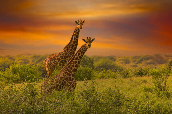 Beautiful pictures of Africa sunset and sunrise with giraffes
