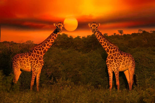 Hermosas Fotos África Puesta Sol Salida Del Sol Con Jirafas — Foto de Stock