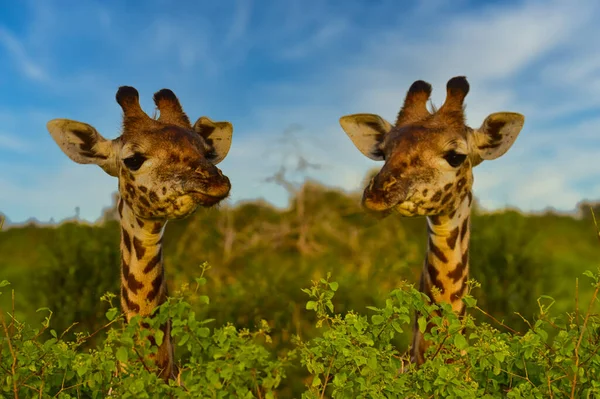 Giraffen Nationalpark Tsavo Ost Tsavo West Und Amboseli Kenia — Fotografia de Stock