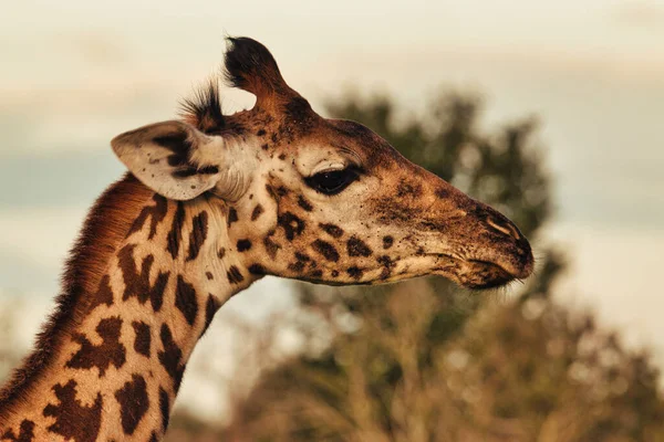 Giraffen Nationalpark Tsavo Ost Tsavo West Amboseli Kenia — 스톡 사진