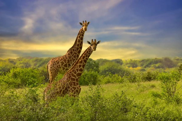 Belles Photos Afrique Coucher Soleil Lever Soleil Avec Girafes — Photo